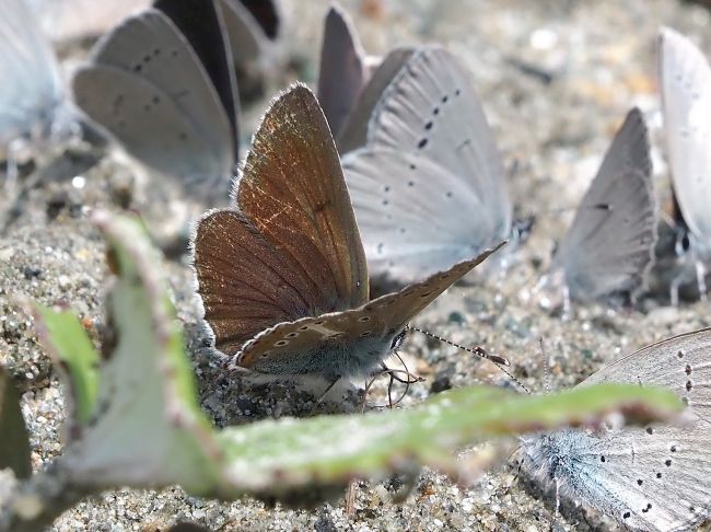 un orgia di licenidi